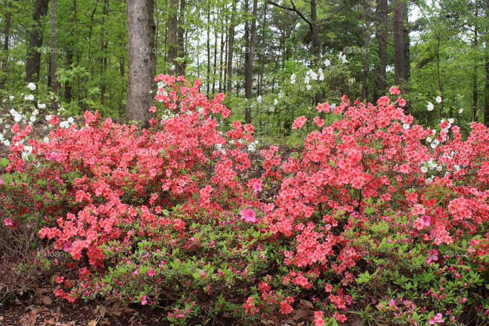 azaleas