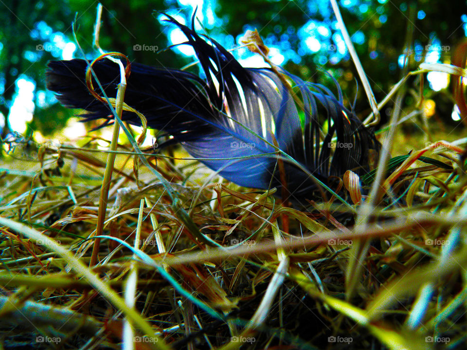 Feather of bluish colors perched on the leaf litter of a forest.