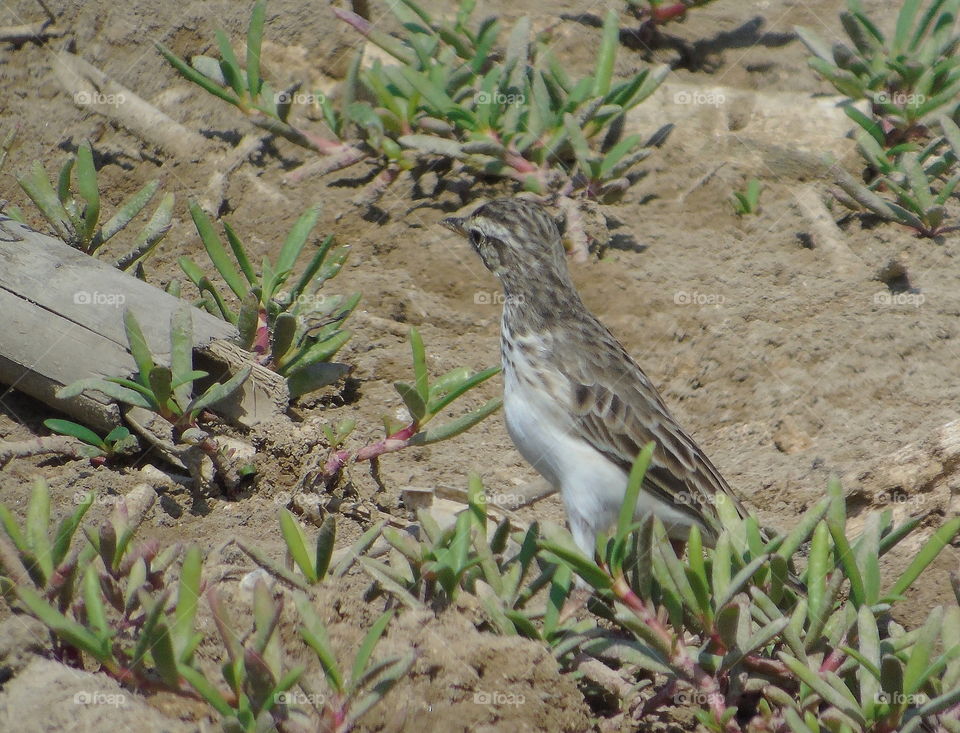 Australasian (paddyfield) pipit. Soliter shown and captured at the  side of ponds, not far from mangrove. The bird one looks for walking one enjoy to find kind insect on the ground. The body's plumage is pale brown withbdark streaks.