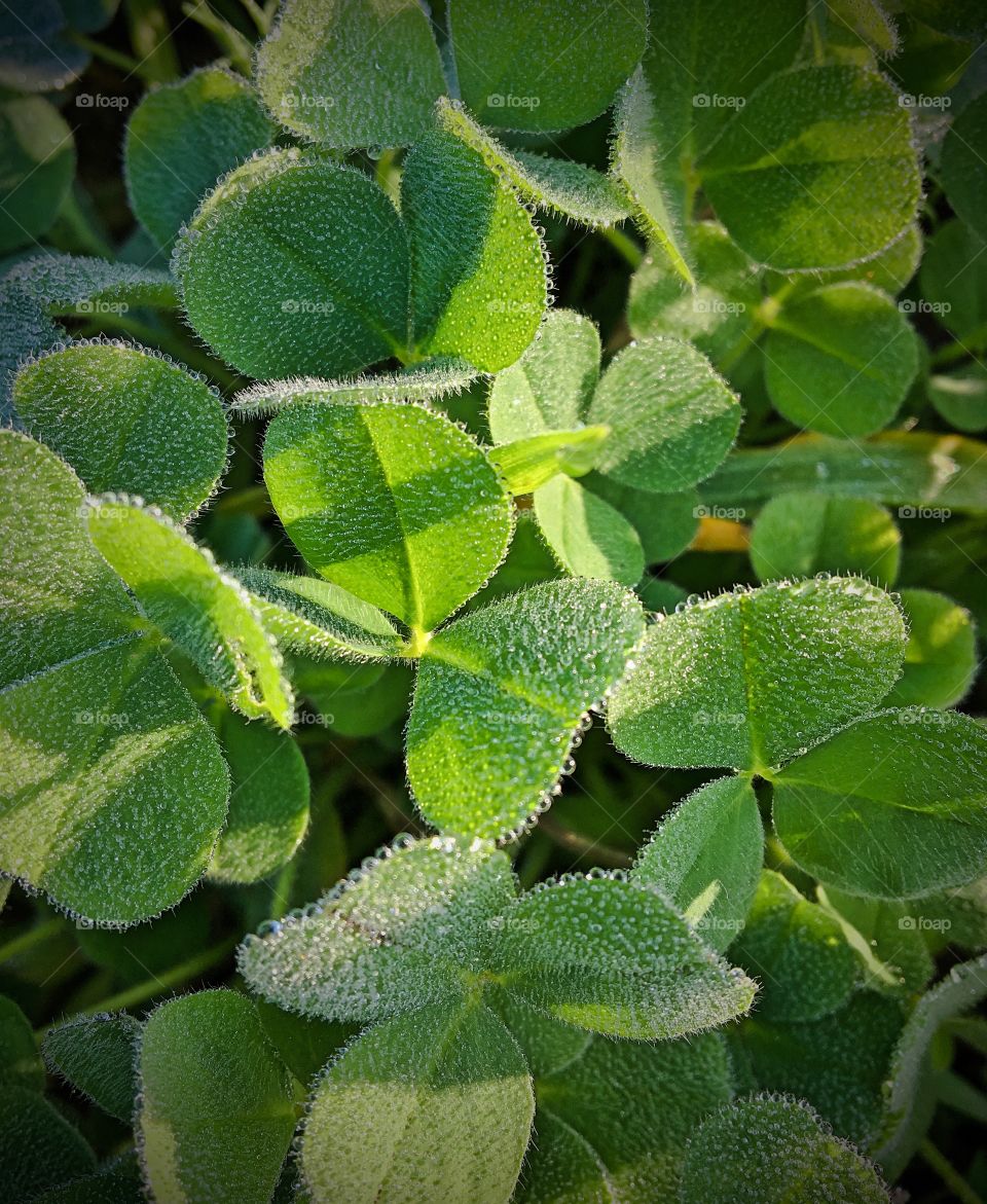 Clover with Morning dew dripping