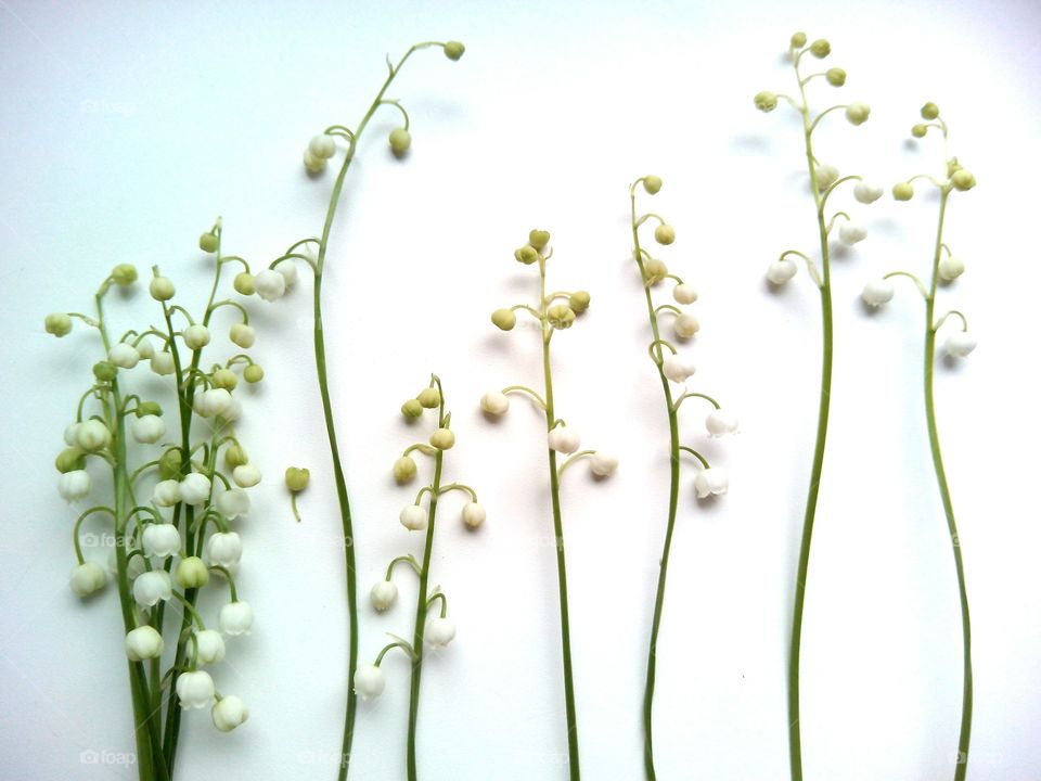 Flora, Nature, Leaf, Growth, Flower