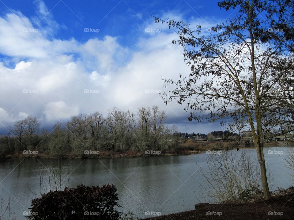 trees reflected in water