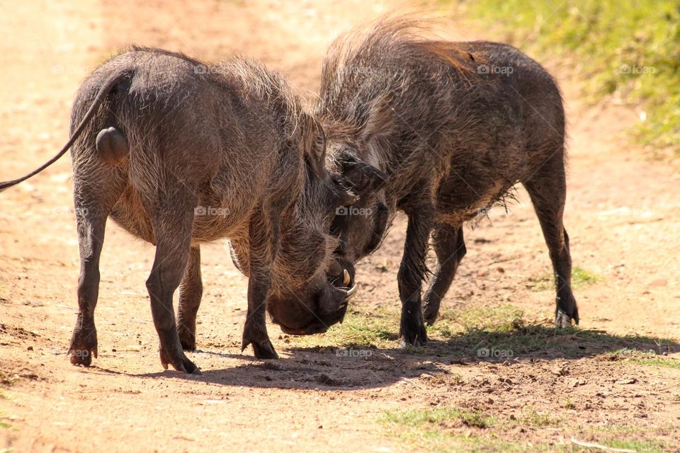 Two Warthogs fighting