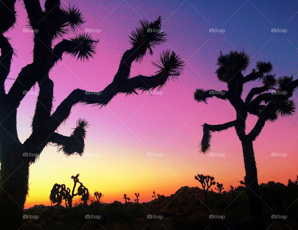 Joshua Tree 