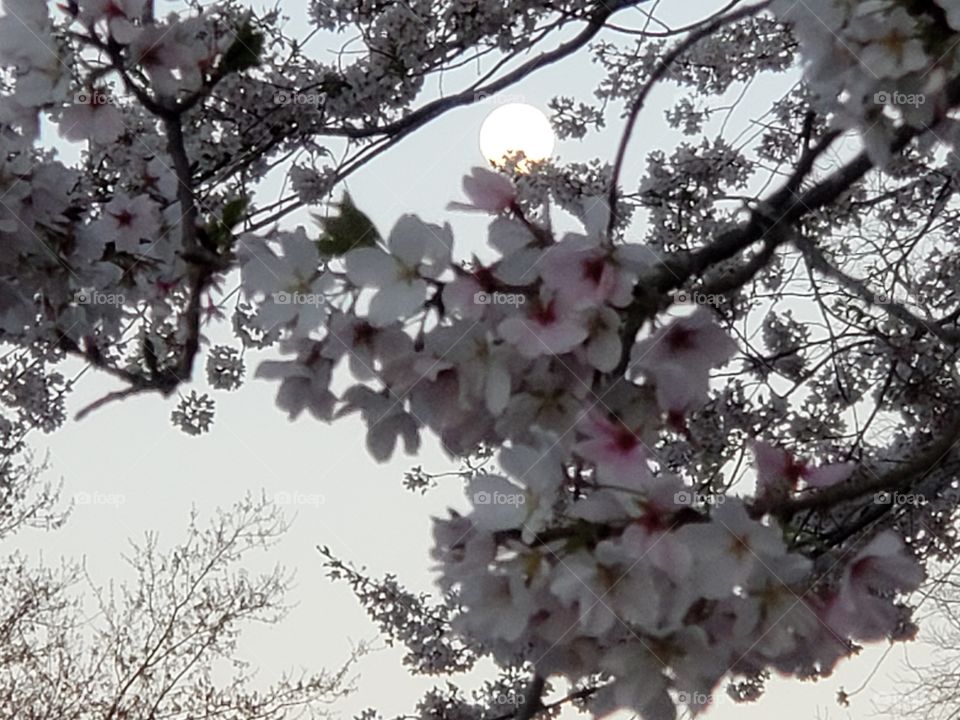 moon and cherry blossoms
