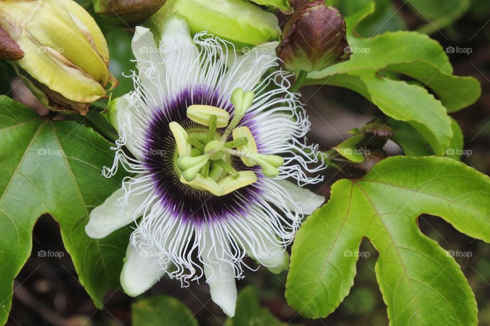 Hawaii Flower 
