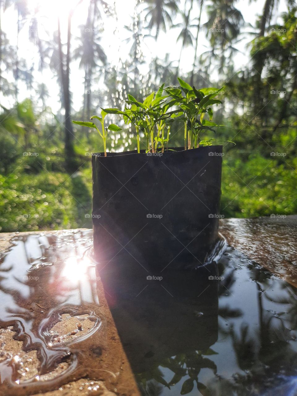 A photo taken while watering a pot of small chili plants