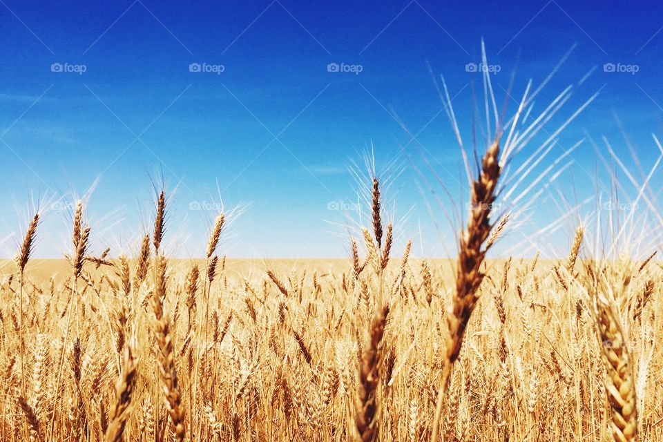View of wheat field at day