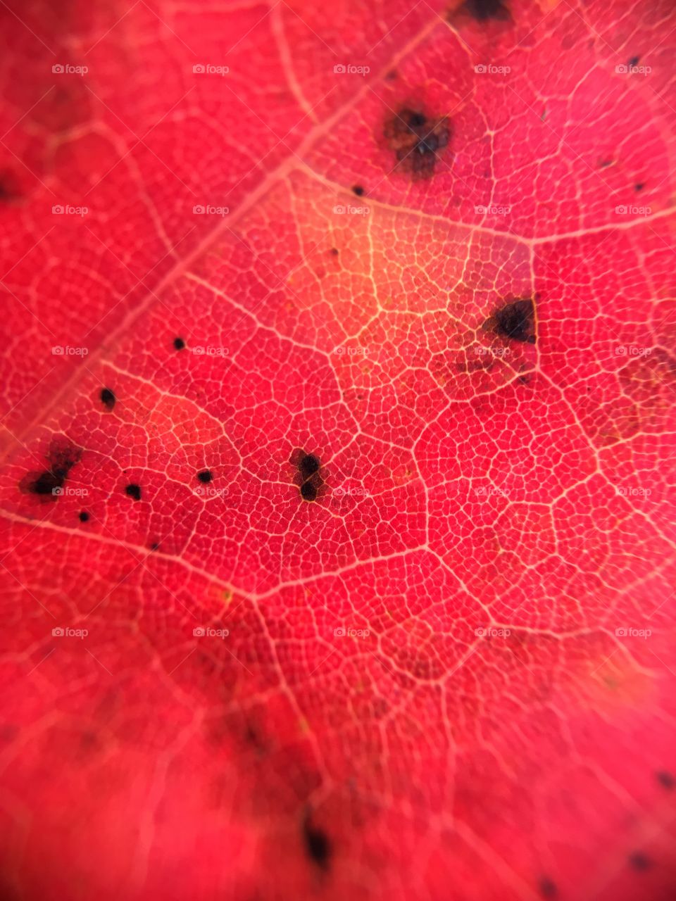Red leaf