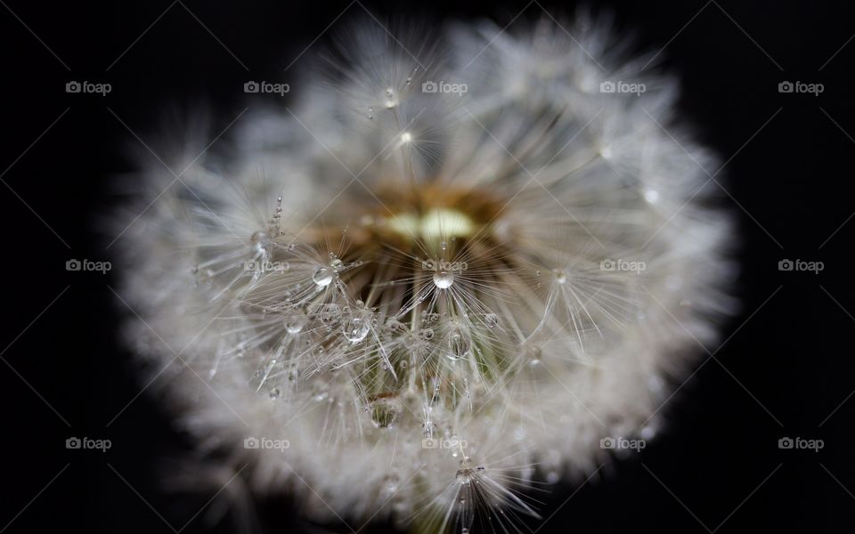 dried dandelions, macro of dandelion seeds and water drops 