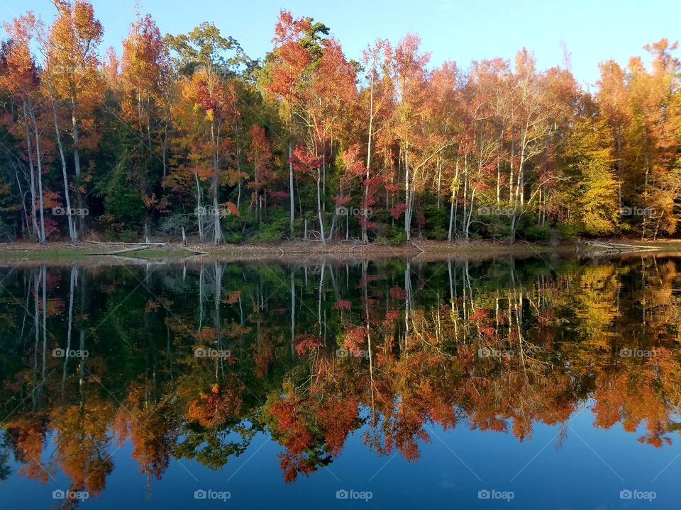 afternoon light on autumn colored trees.