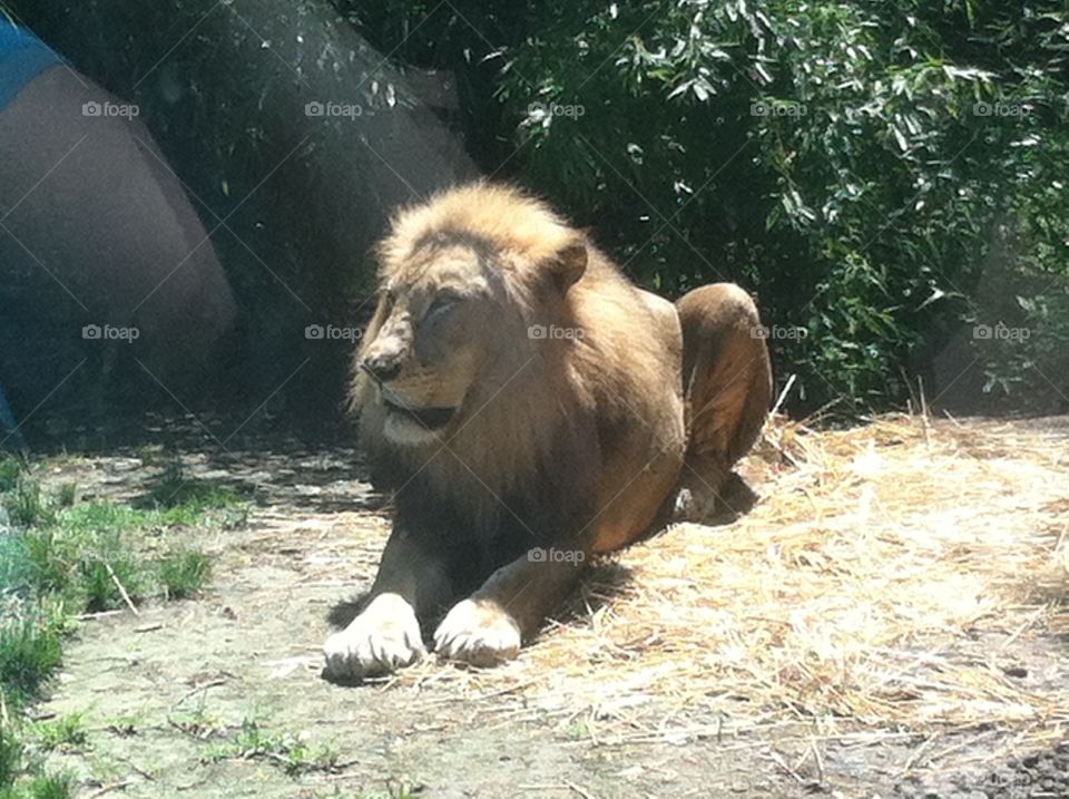 Lion in the Sunshine. Male lion in the sunshine 