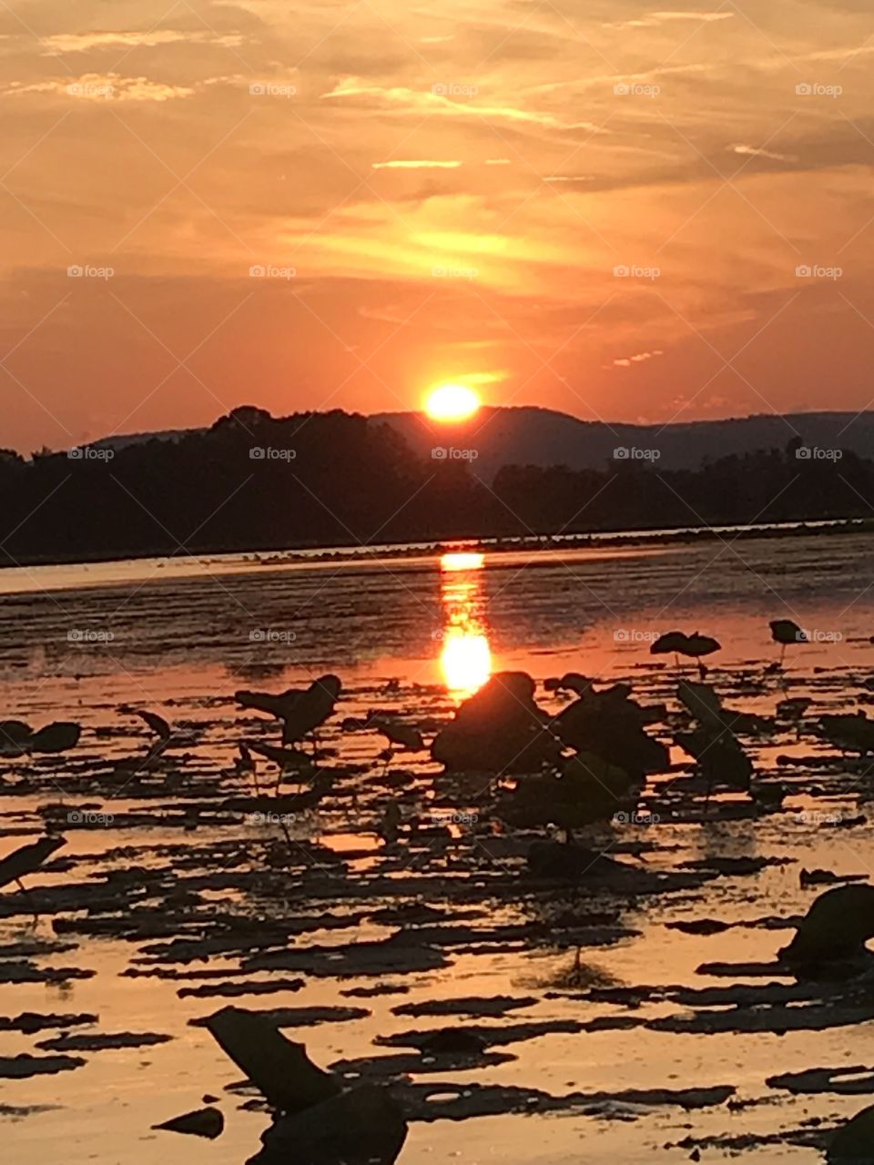 Summer sunset on the lake 