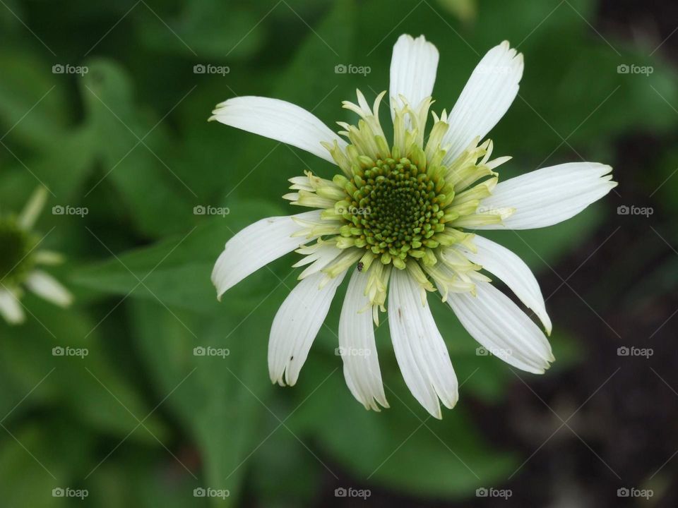 White flower shot