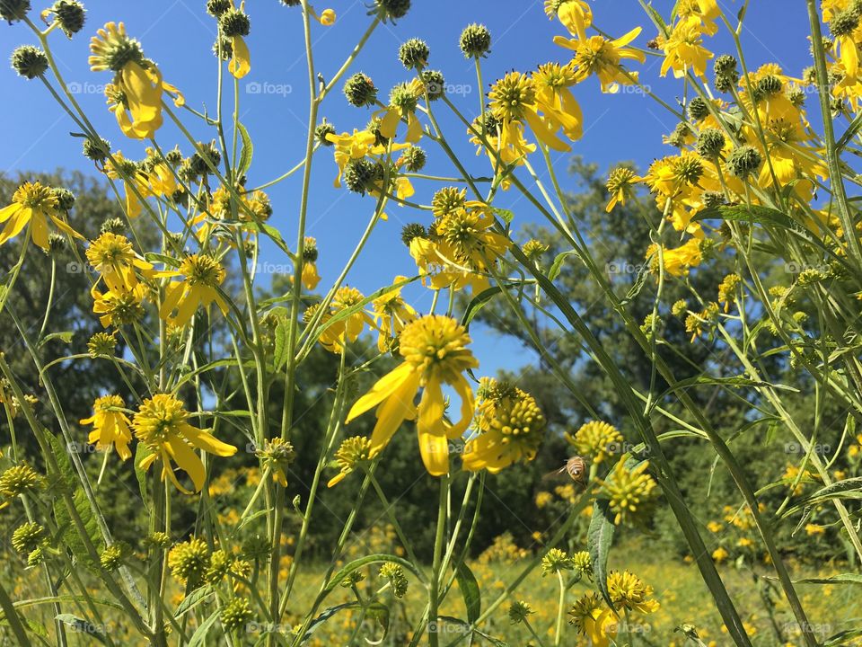 Field and Flowers