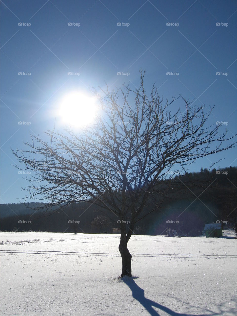 sun through the tree in winter