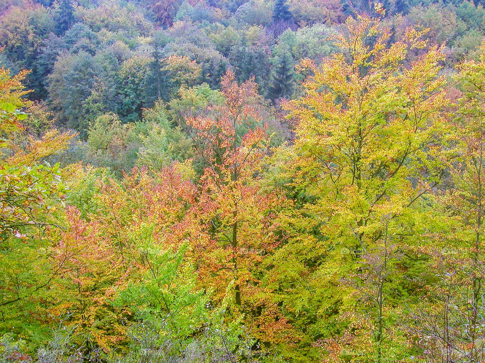 Herbst im Thüringer Wald, dichter Wald mit buntem Laub