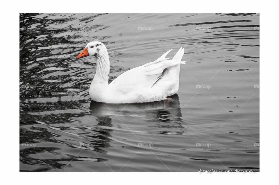 Swan in the lake