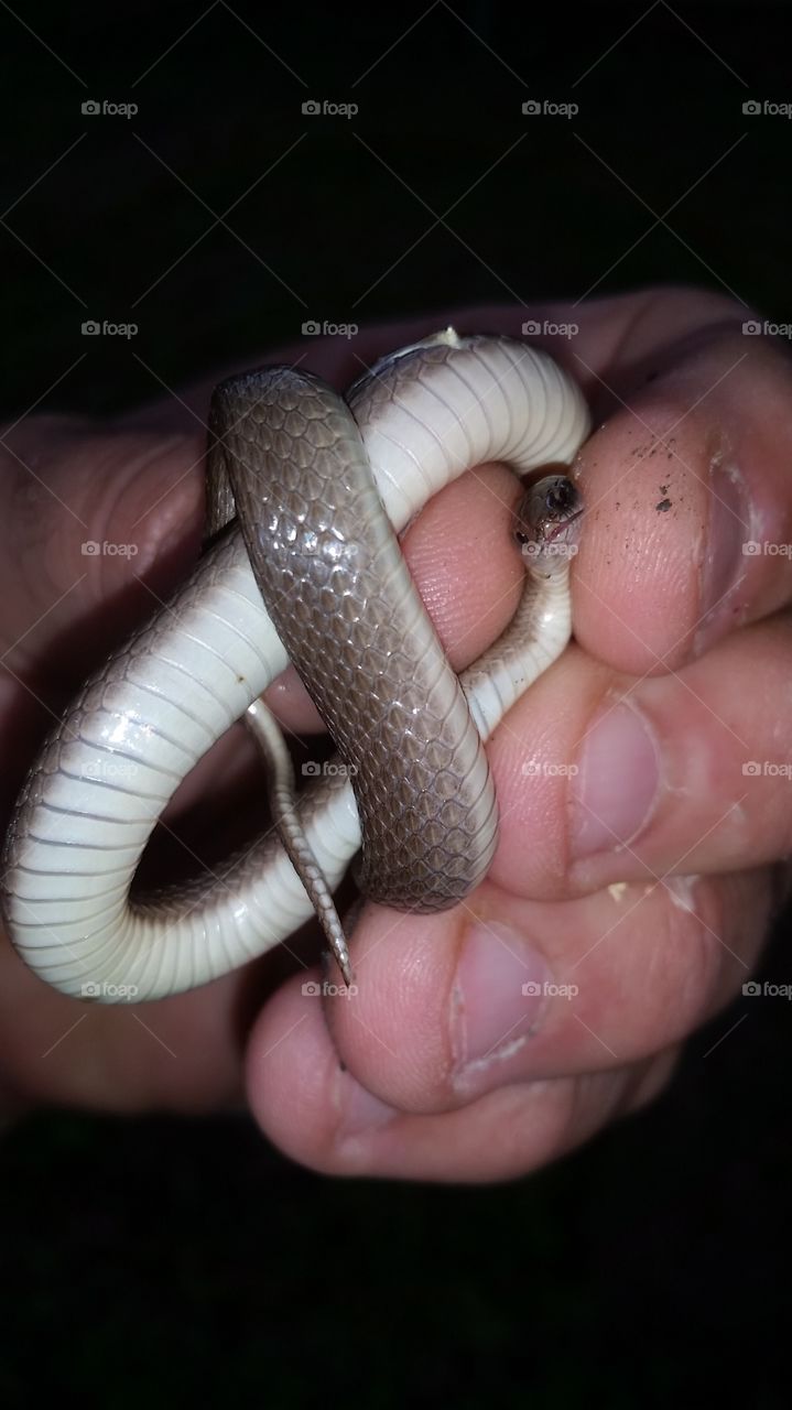 Small Snake. Small Snake in hand.