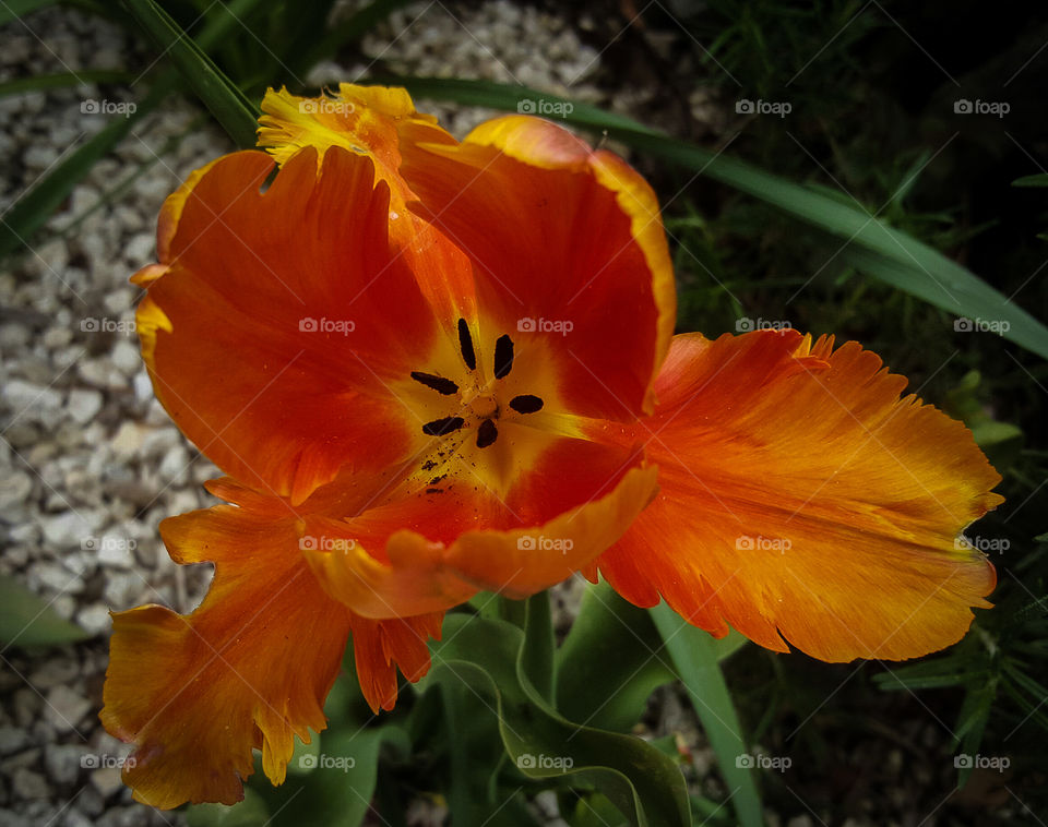 flower tulipano