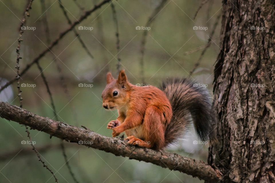 squirrel on a tree