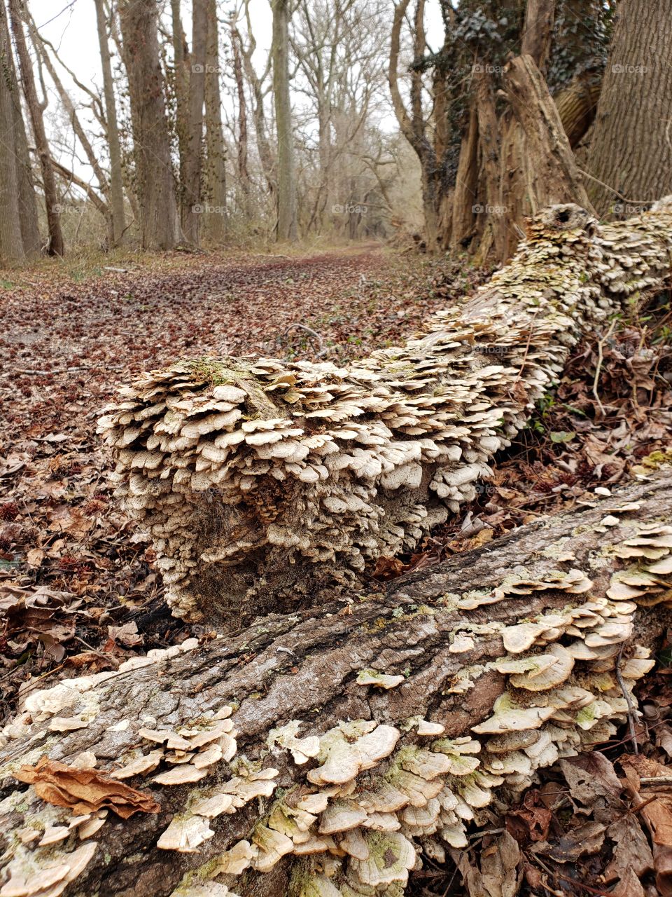 fungus tree at trail