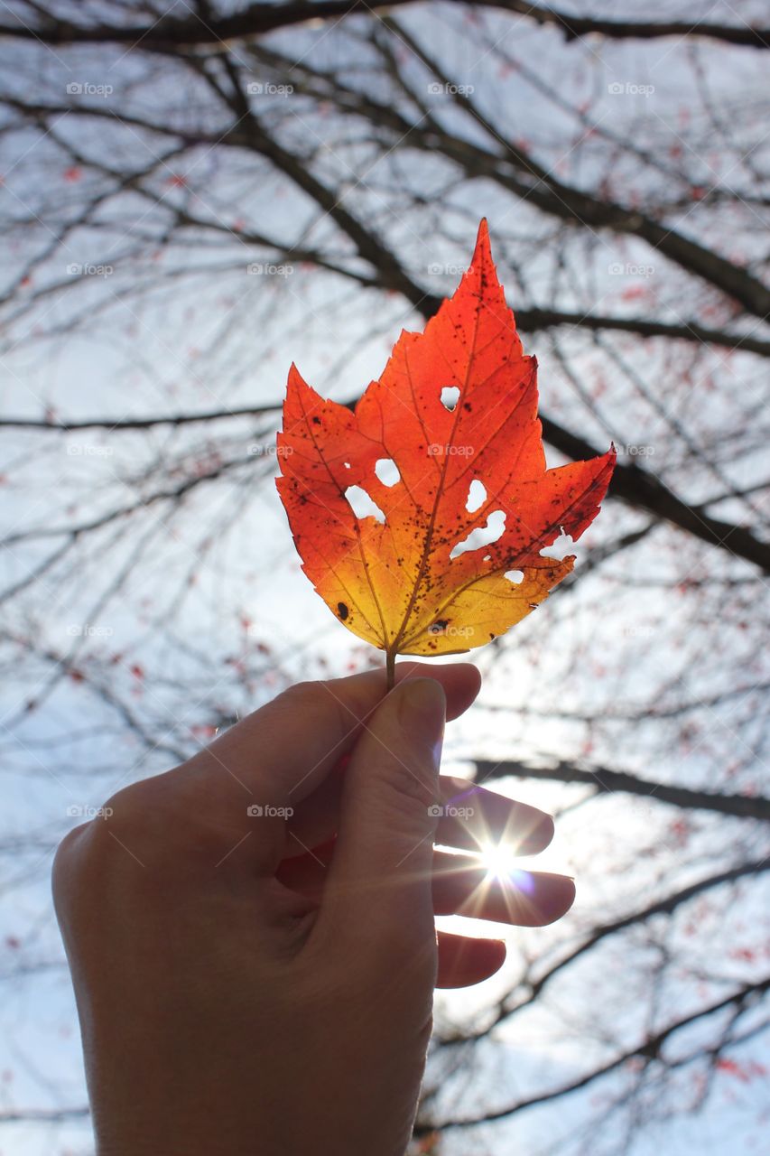 Autumn shine