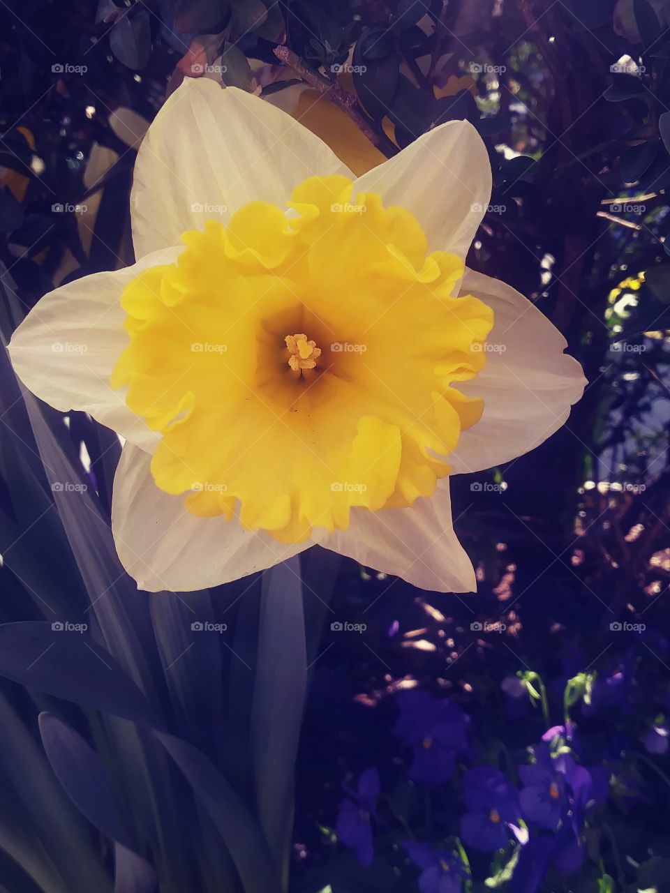 Daffodil springbloomer