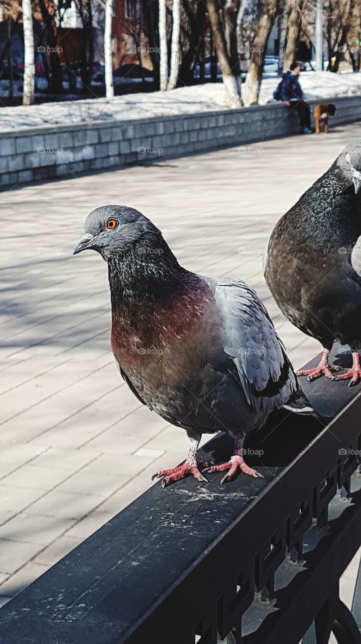 pigeons