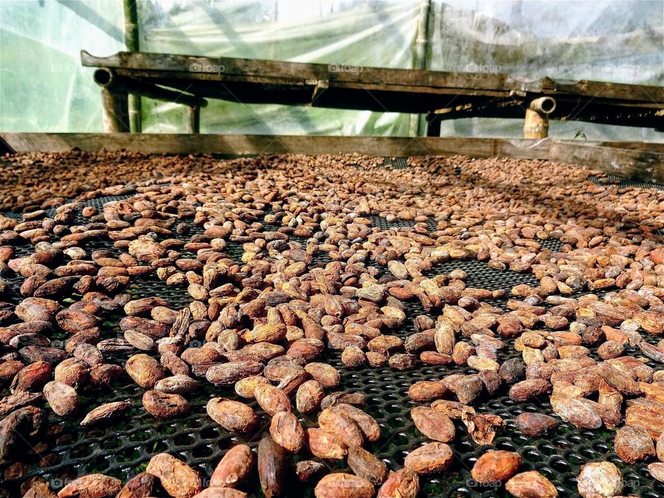 Chocolate in Mindo, Ecuador 