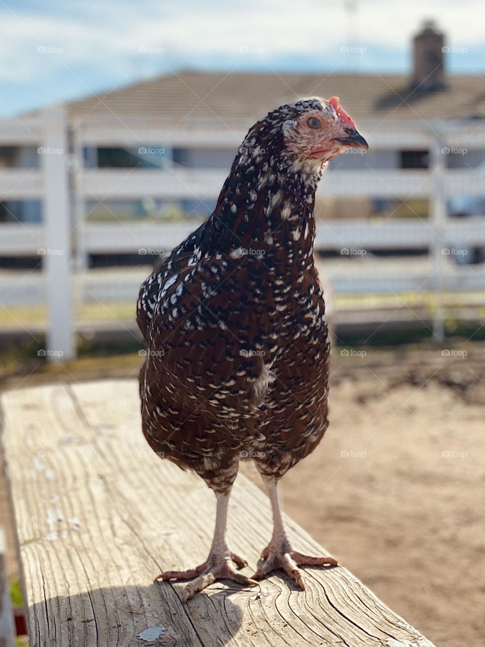 A chicken explores risers by a house in a fenced in area. 