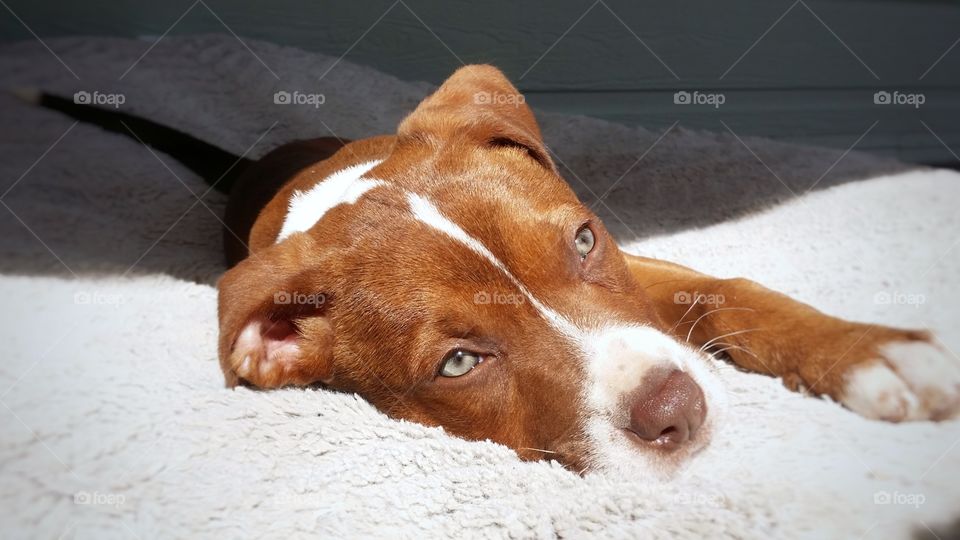 A Catahoula pit bull cross mix puppy dog soaking up the sun on a soft bed getting sleepy with green eyes blaze face red nose red brindle coat happy and sweet