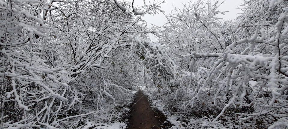 Way through the winter