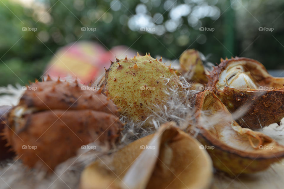 mix of burr. chestnut