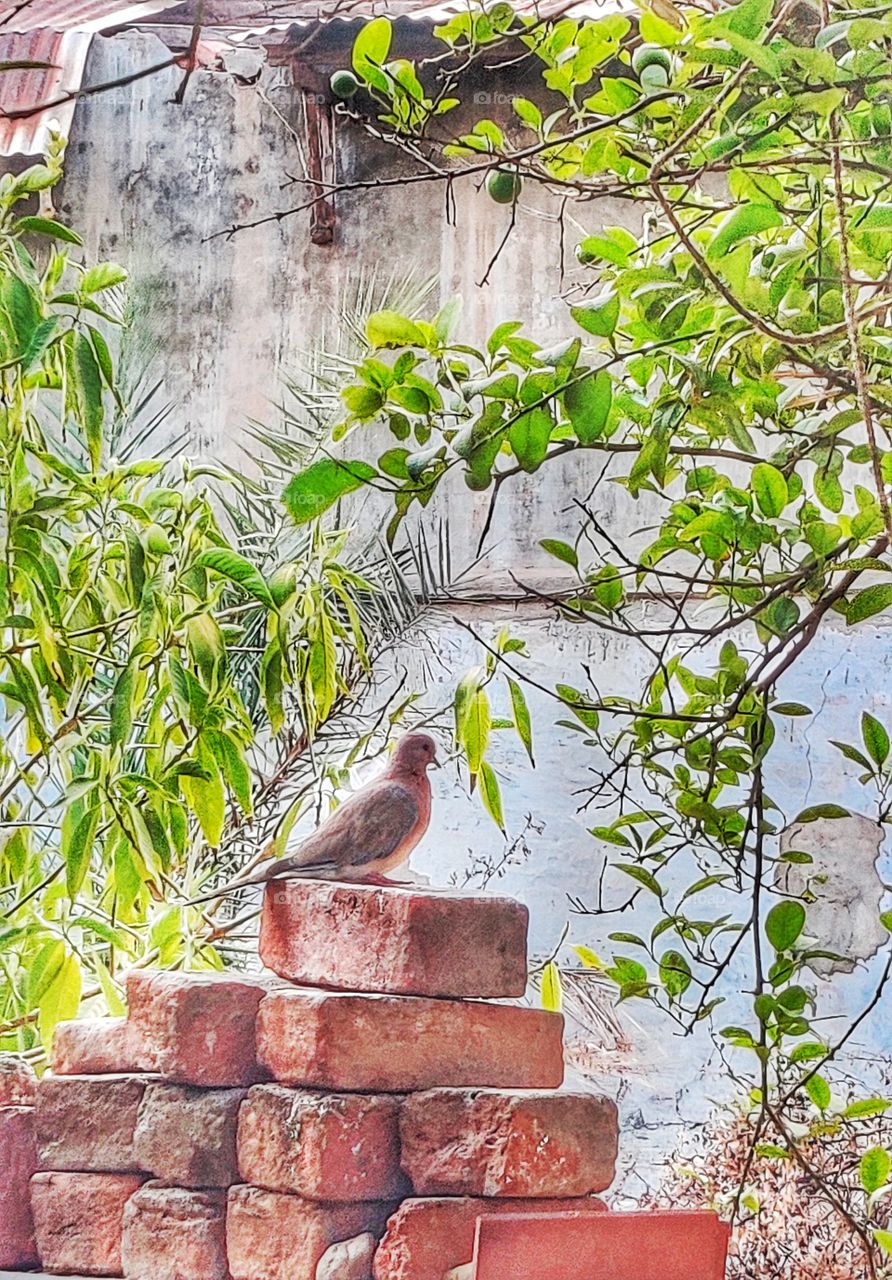 house or tree
bird between house and tree shadow
