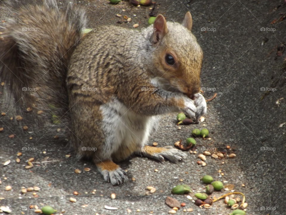 A Squirrel Eating
