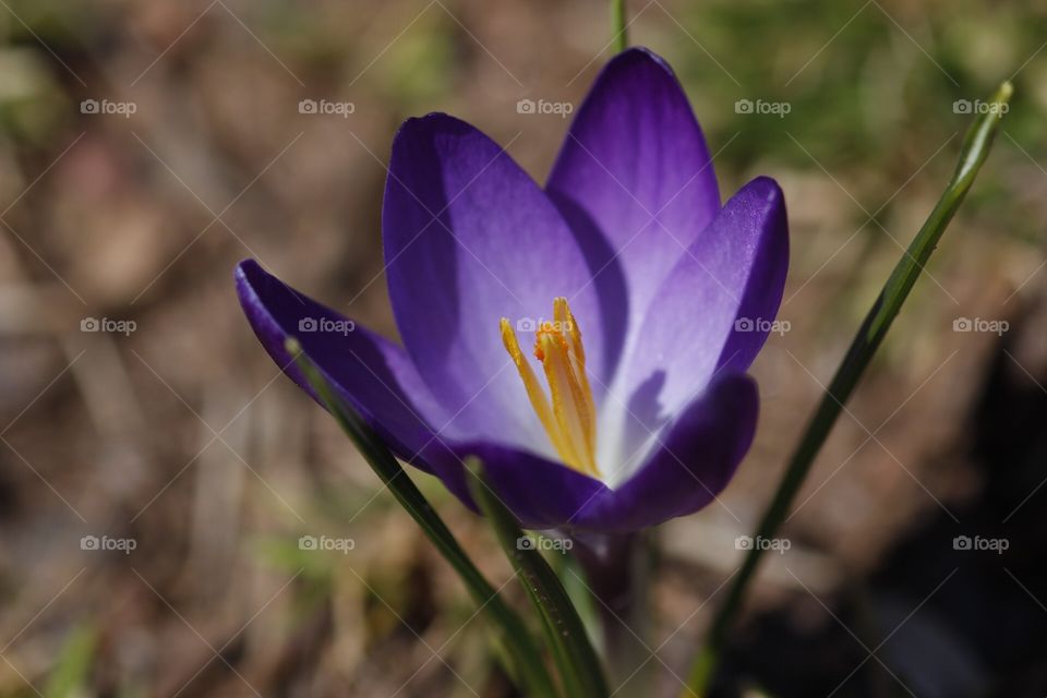 Purple crocus