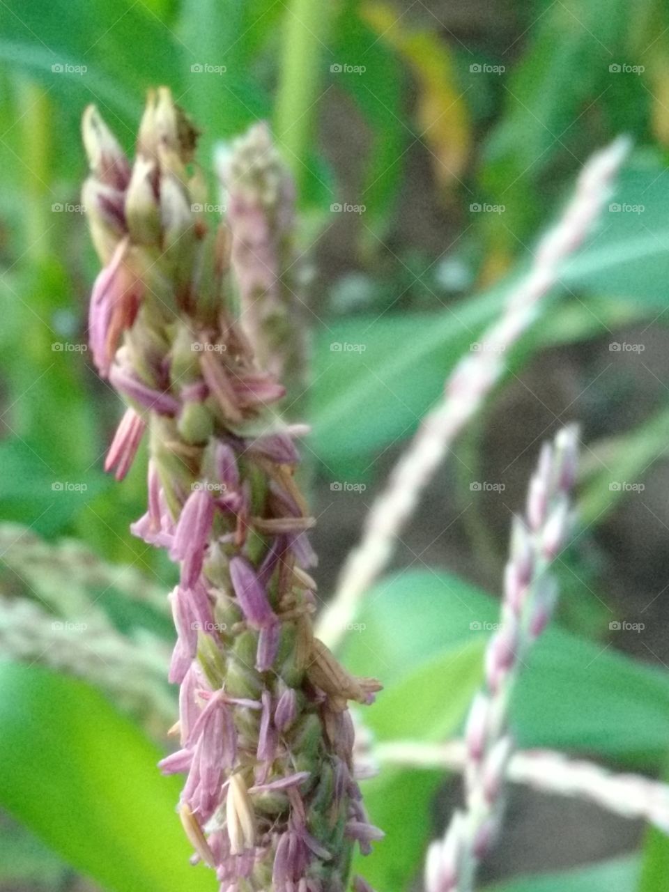 corn tassel