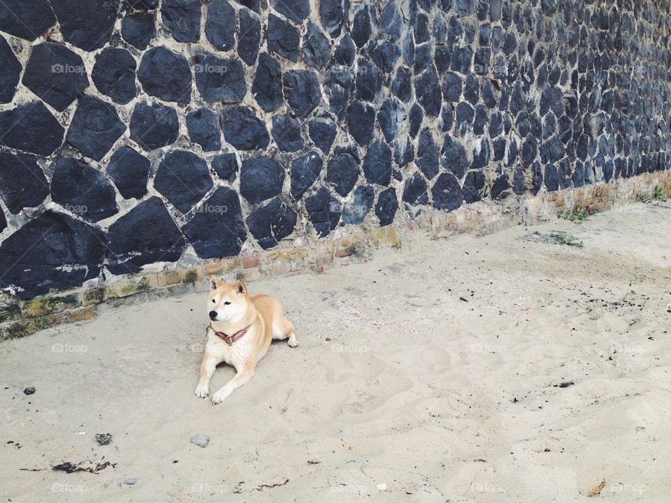 Shiba on the beach
