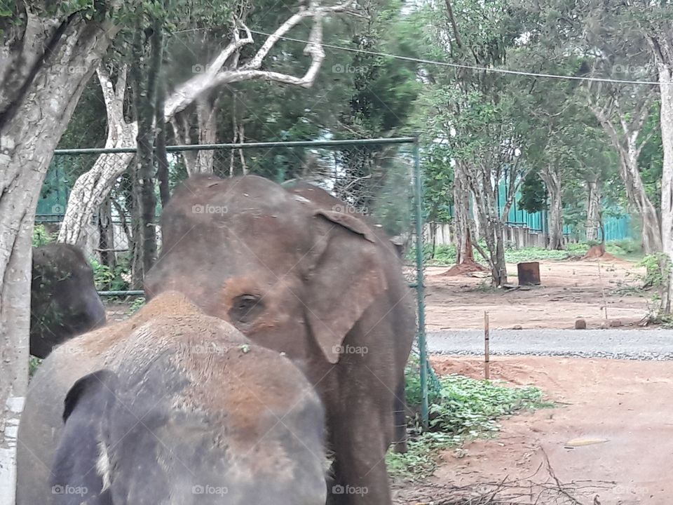 elephants