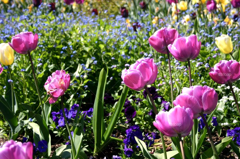 Tulips at VanDusen Botanical Garden, Vancouver. Tulips at VanDusen Botanical Garden, love the colour blends