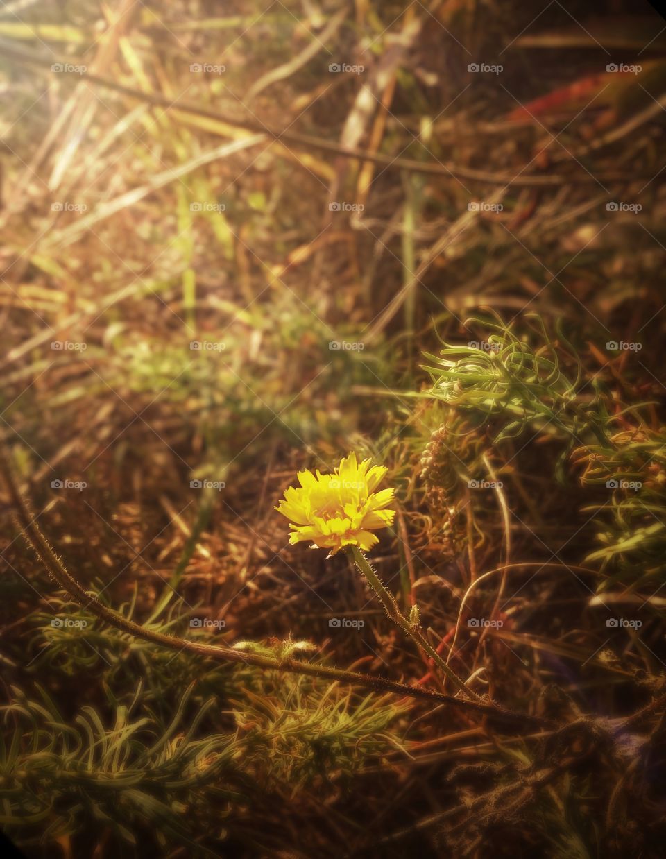 Prominent loneliness