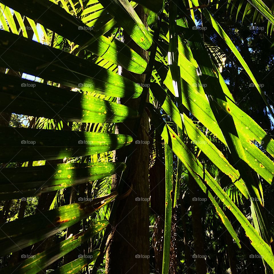 Green rainforest palm leaves 