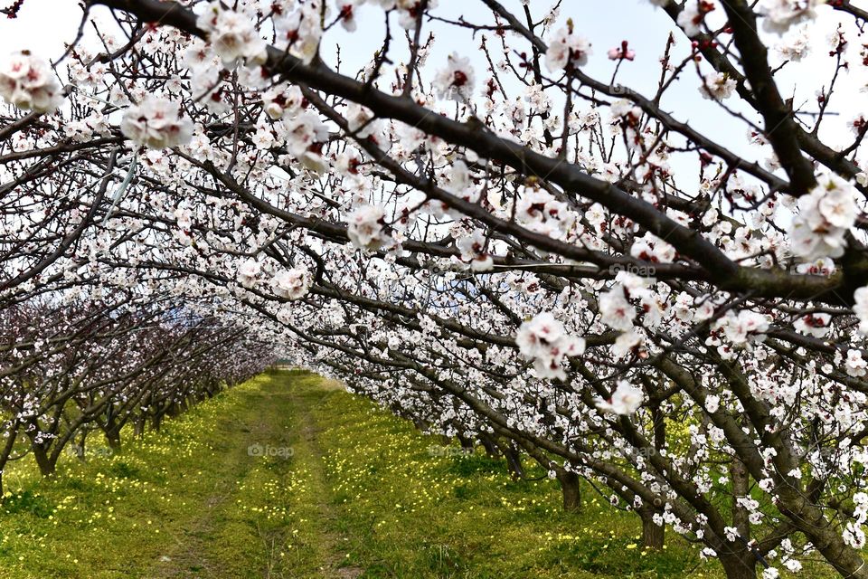 Multiverse Blooming trees in spring 