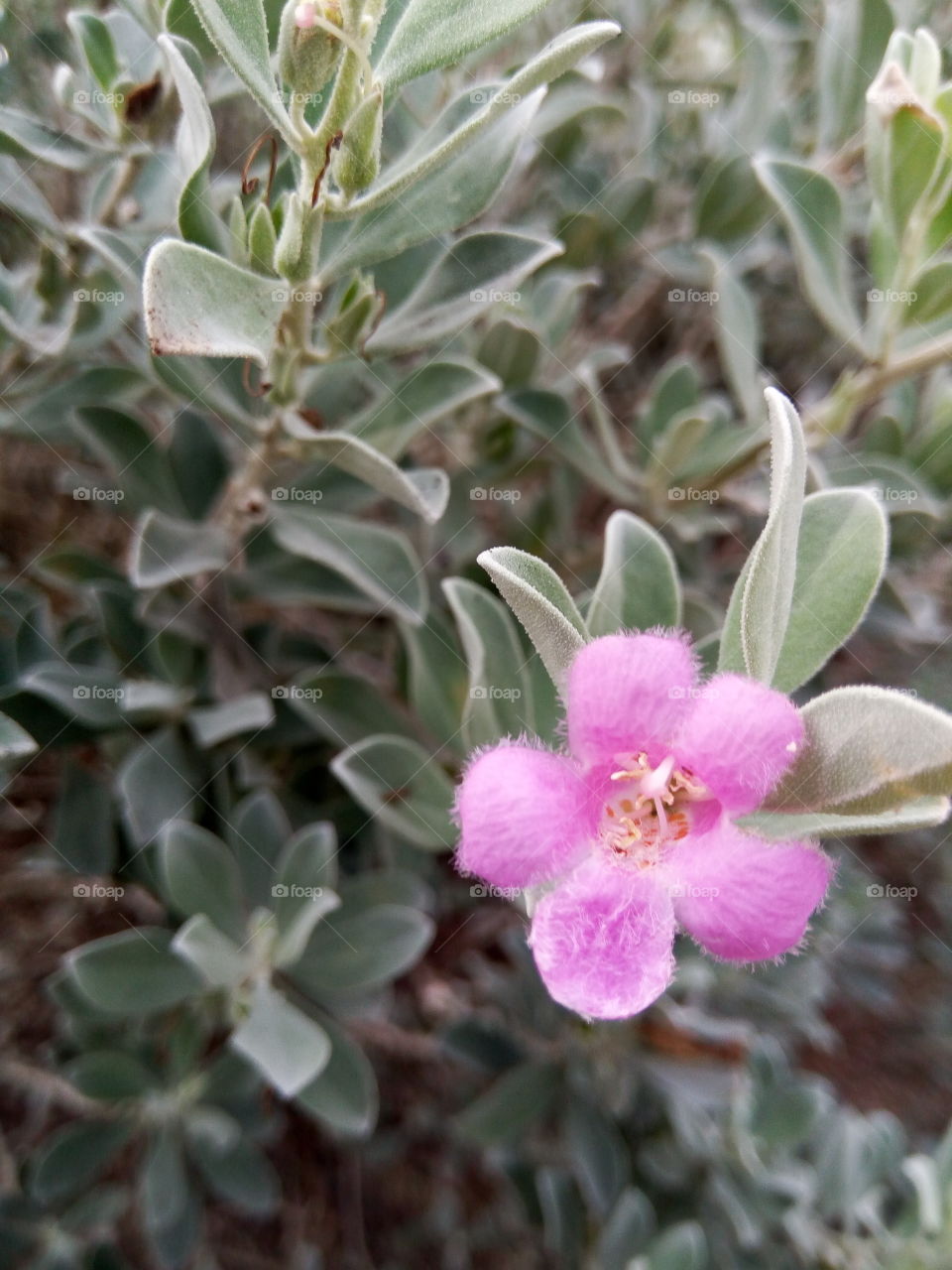Flower, Flora, Nature, Leaf, Garden