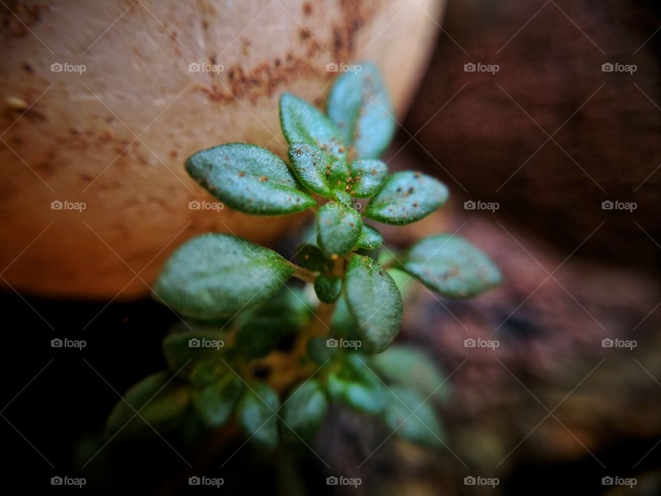 A tiny plant among the stones