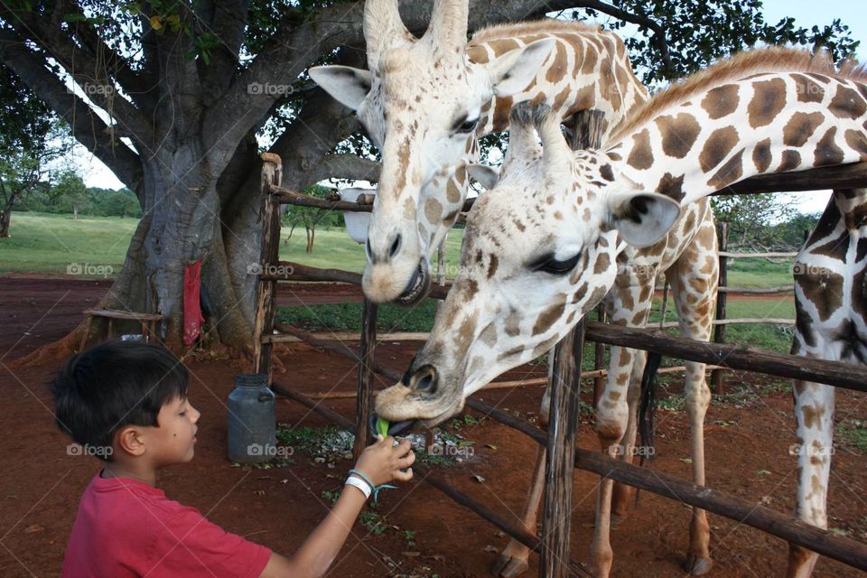 Feeding giraffes