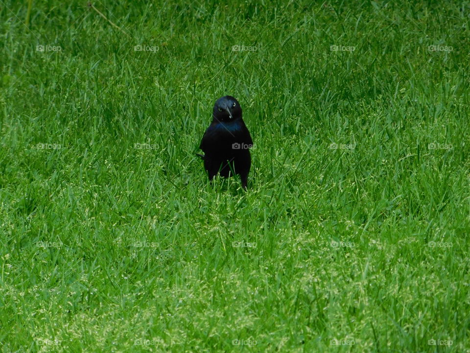 Black Crow with an Attitude