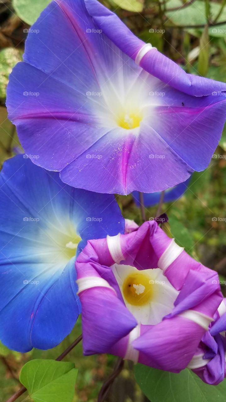 Blooming morning glory 