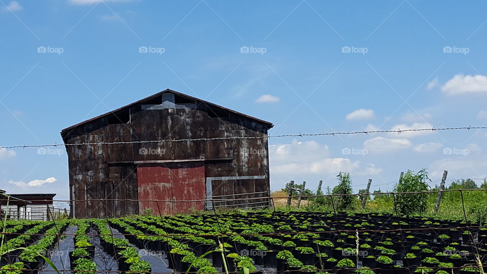 Red barn